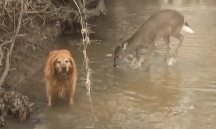 Golden Retriever Meets Deer in Woodland Pond, Their Playful Antics Go Viral