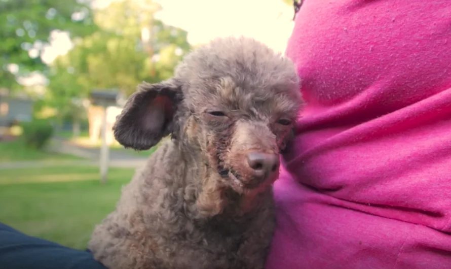 Dog Rescued From A Dark Basement Sees Sunlight For The Very First Time