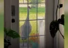 Proud papa crane knocks on woman’s door so she can meet his babies