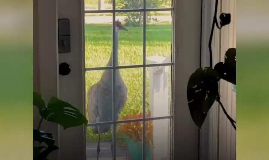 Proud papa crane knocks on woman’s door so she can meet his babies