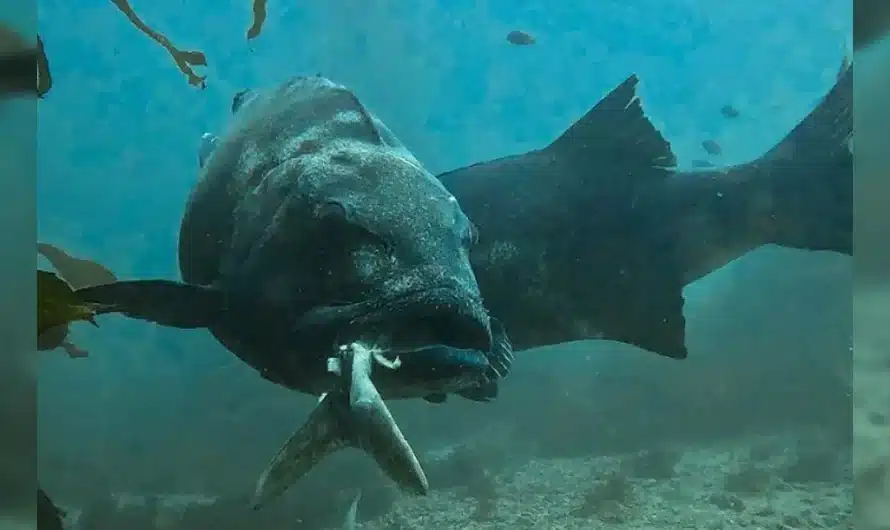 Divers Swim Past Endangered ‘Giant’ — Then Realize Something’s Wrong