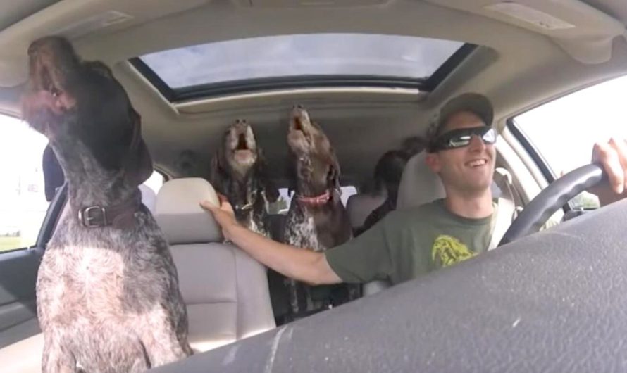 Dad films hilarious moment when four 4 giant dogs see they’re going to ‘favorite place’