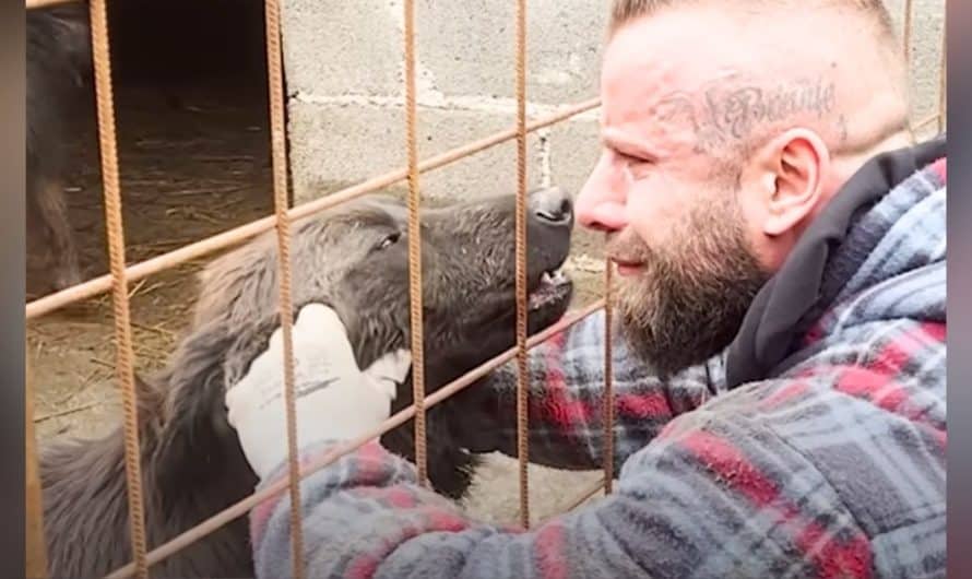 ‘Tough guy’ rescues hundreds of dogs from shelters and vows to give them perfect ‘forever home’