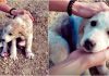 Traveling Couple Finds Puppy On A Mountain ‘Covered’ In Blue Spray Paint