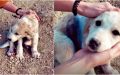 Traveling Couple Finds Puppy On A Mountain ‘Covered’ In Blue Spray Paint