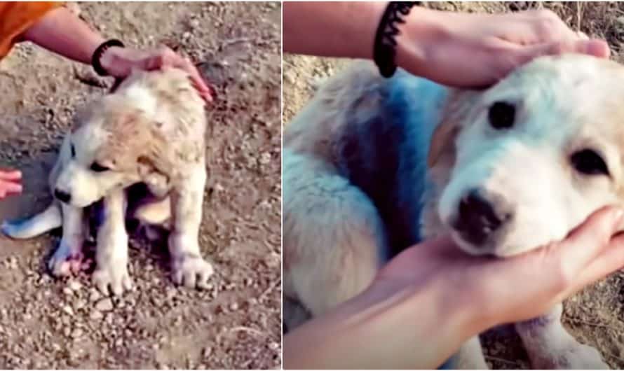 Traveling Couple Finds Puppy On A Mountain ‘Covered’ In Blue Spray Paint