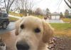 Golden Retriever Puppy Finds Way Back Home After Escaping