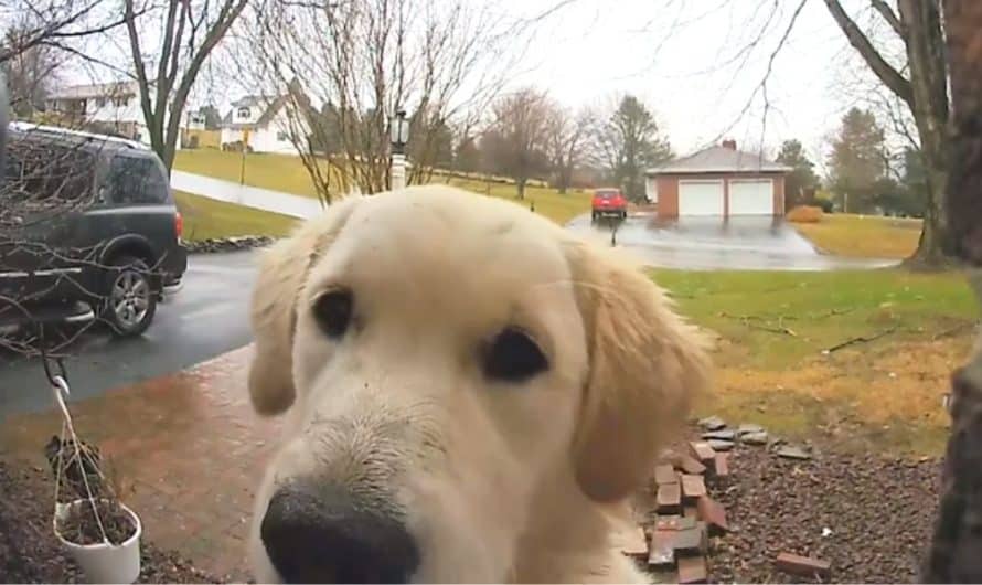 Golden Retriever Puppy Finds Way Back Home After Escaping