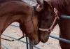 Horse brothers have emotional reunion after spending years apart