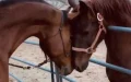 Horse brothers have emotional reunion after spending years apart