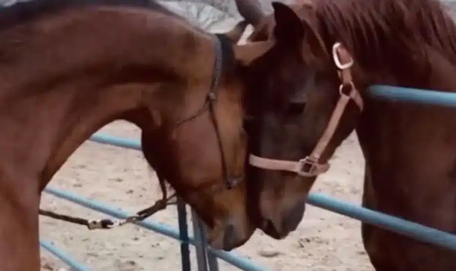 Horse brothers have emotional reunion after spending years apart