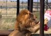 Lion who spent years trapped in tiny cage can’t contain joy when he gets first-ever toy