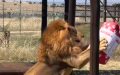 Lion who spent years trapped in tiny cage can’t contain joy when he gets first-ever toy