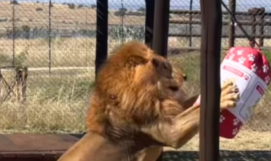 Lion who spent years trapped in tiny cage can’t contain joy when he gets first-ever toy