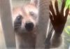 Mama raccoon knocks on human best friend’s door to introduce her to her tiny babies