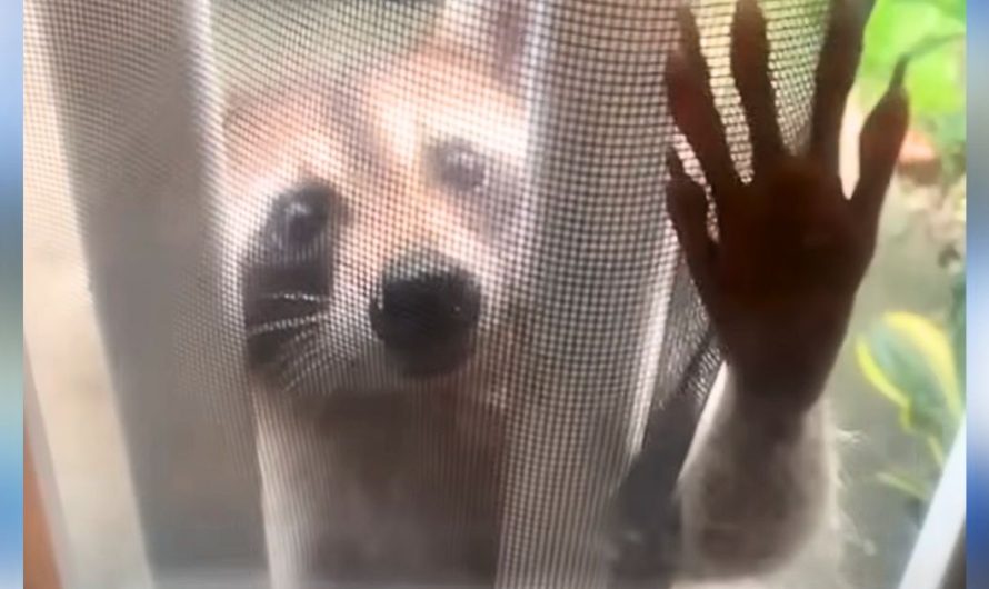 Mama raccoon knocks on human best friend’s door to introduce her to her tiny babies