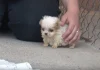 Tiny Pup Rescued From A Puppy Mill Is Introduced To A New Friend To Start His New Life