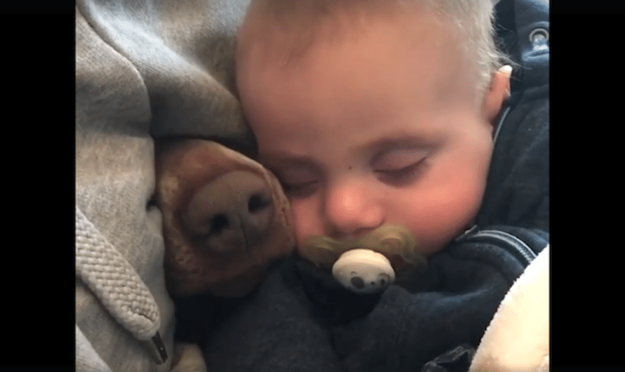 Mom’s Filming The Baby Taking A Nap When A Nose Pokes Through Beside Him