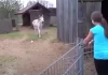 Donkey spots girl who raised him and his heart-melting reaction