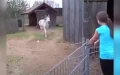 Donkey spots girl who raised him and his heart-melting reaction