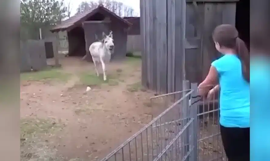 Donkey spots girl who raised him and his heart-melting reaction