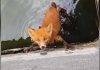 Men spot trembling baby fox trapped in well and jump into action to save him