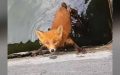 Men spot trembling baby fox trapped in well and jump into action to save him