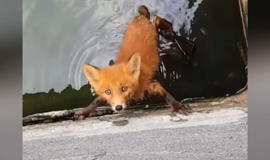 Men spot trembling baby fox trapped in well and jump into action to save him