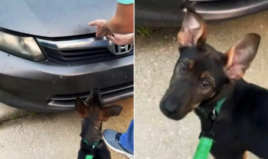 Puppy Helps Rescue Kitten Trapped in Car in Alabama