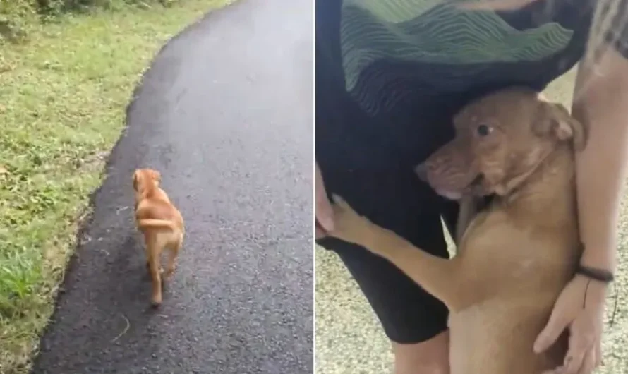 Dog Mom’s Determined Plea for Help Saves Her Puppies in Puerto Rico