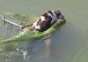 Dog Rescued After it was Seen Floating Down Canal on Shopping Cart–And Gets Adopted into Loving Home