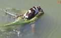 Dog Rescued After it was Seen Floating Down Canal on Shopping Cart–And Gets Adopted into Loving Home