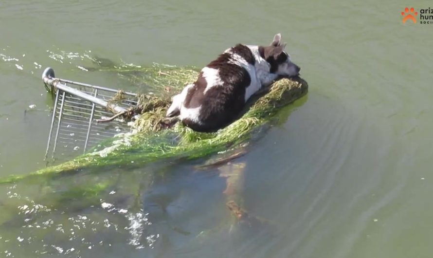 Dog Rescued After it was Seen Floating Down Canal on Shopping Cart–And Gets Adopted into Loving Home