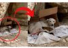 Abandoned Dog Gives Birth to 6 Puppies in Remote Cave; When Rescuers Find Her She Does The Sweetest