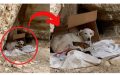 Abandoned Dog Gives Birth to 6 Puppies in Remote Cave; When Rescuers Find Her She Does The Sweetest