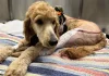 Couple Uses Wedding Fund to Pay for Surgery on Injured Dog Found on Side of Road